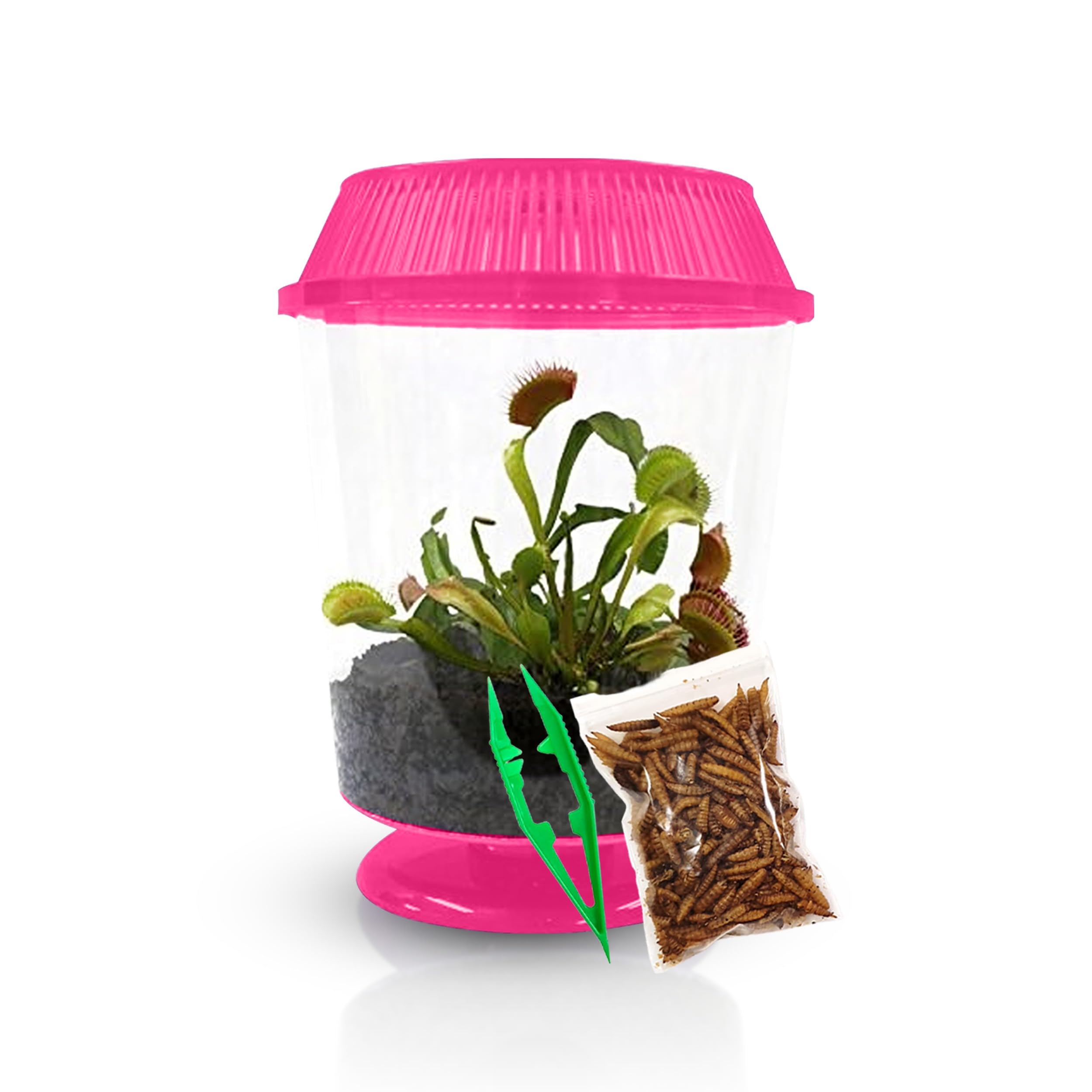 Amazon.com : Venus Fly Trap Live Plant with 4.5