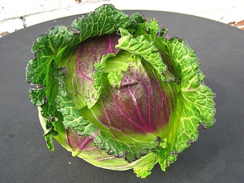 Miniatura 4 de Repollo 'January King No 3' - reliquia francesa - Resistente al frío - Crujiente y crujiente!! (25 - Semillas)