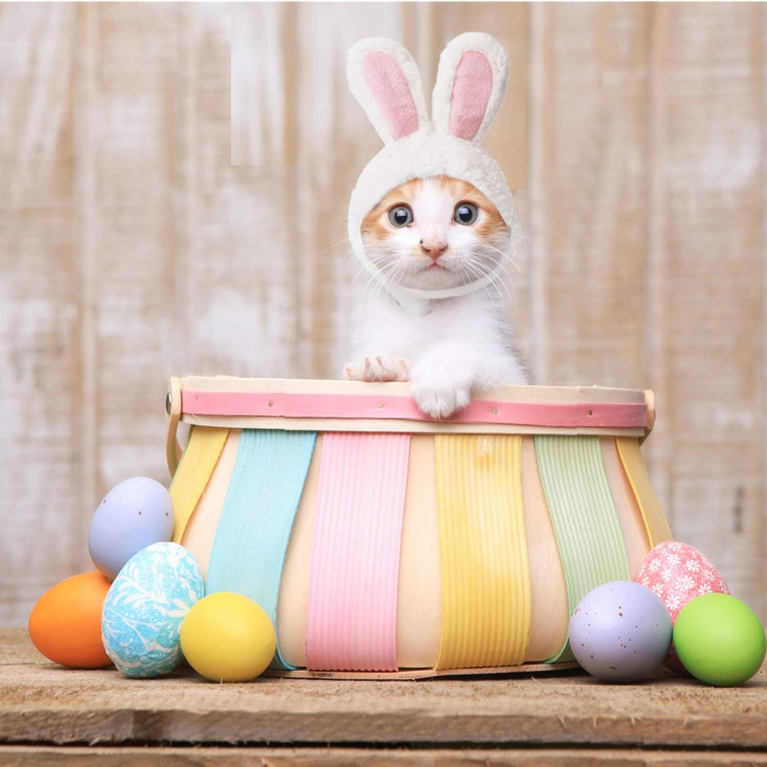 cat easter outfit