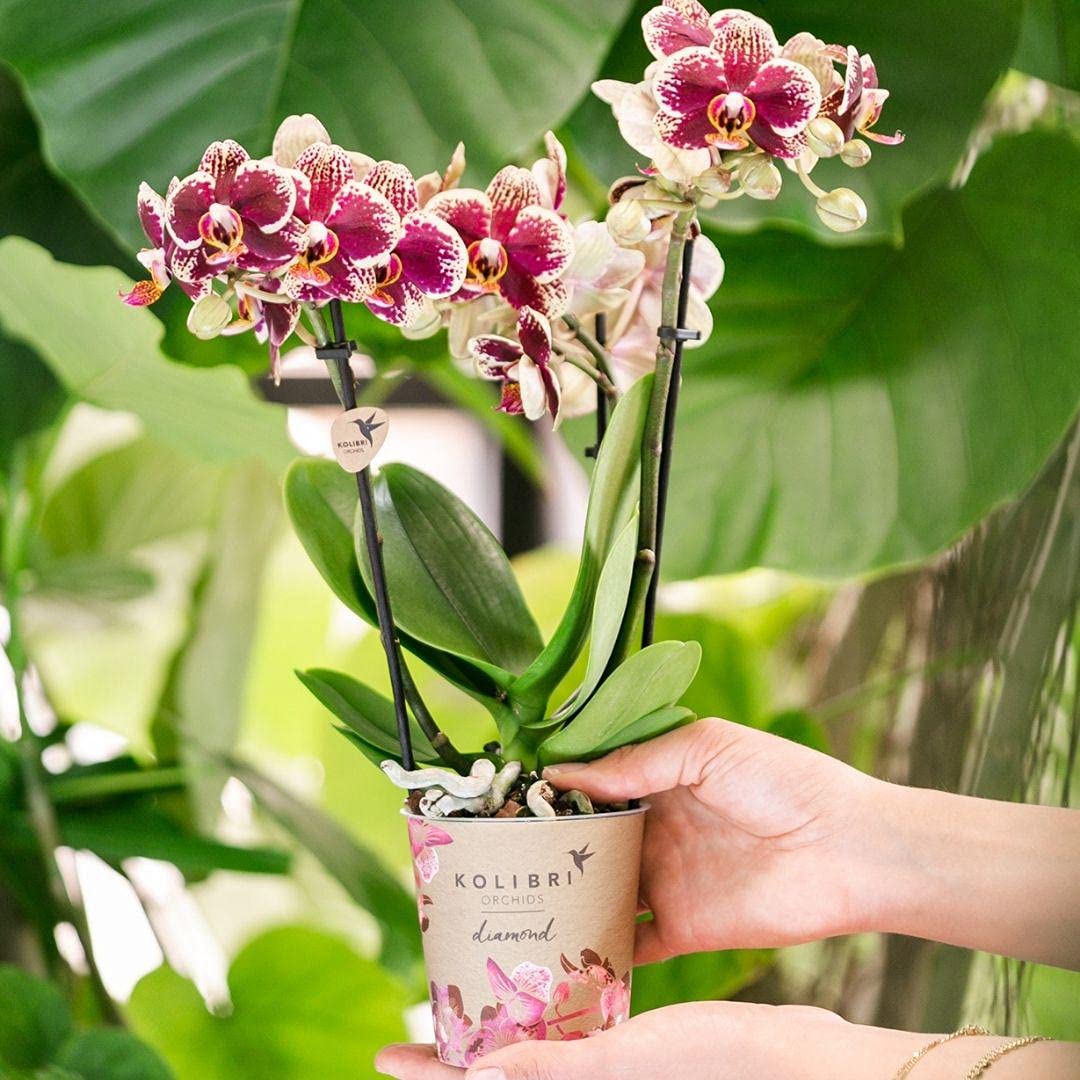 KOLIBRI Orchids | Gelbe rote Phalaenopsis-Orchidee - Spanien - Topfgröße Ø9cm | blühende Zimmerpflanze - frisch vom Züchter