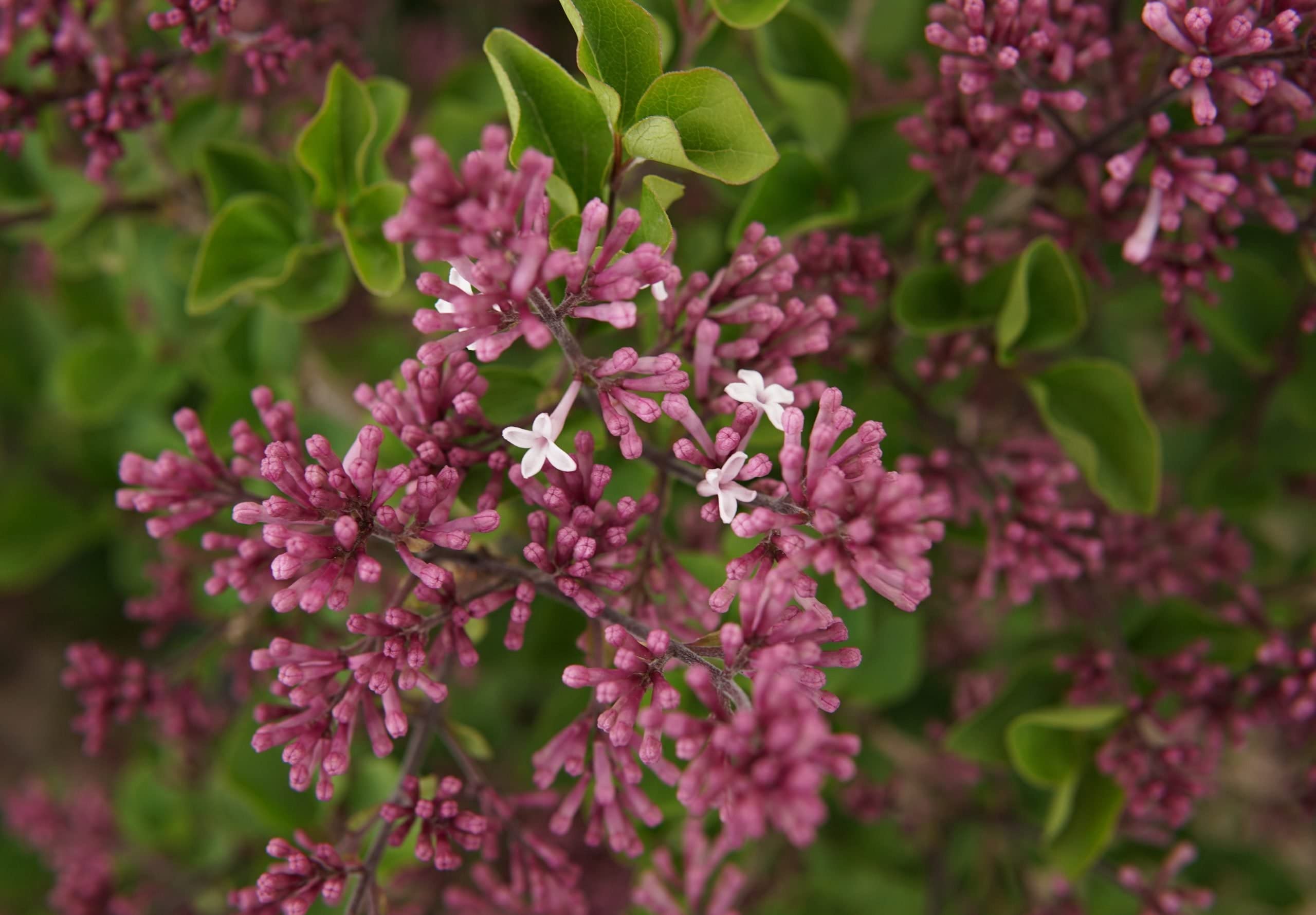 TriStar Plants Dwarf Korean Lilac Palibin