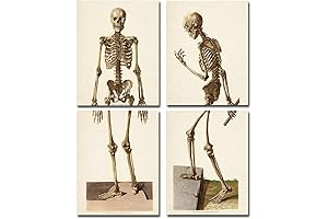 Two Skeletons - Antique Science Lab Wall Prints