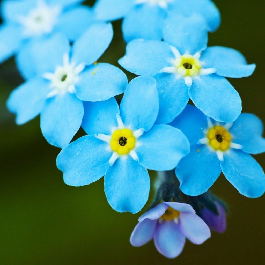 Non GMO Bulk Forget-Me-Not Flower Seeds Myosotis sylvatica (5 Lbs)