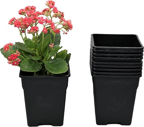 Maceta cuadrada de plástico de 1 galón para plantas de interior y exterior, paquete de 10 con agujeros de drenaje, color verde