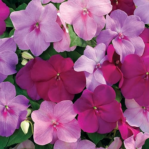 Miniatura 7 de Outsidepride 200 semillas Impatiens Xtreme Sapphire Shade Garden Flower Seed Mix para plantar