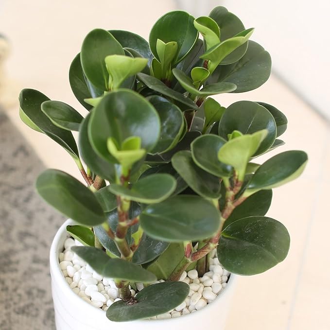 Amazon マイナスイオン 空気清浄 ストレス解消 ミニ観葉植物 種類と鉢のカラーが選べる インテリア ギフト 雑貨 誕生日 プレゼント 母の日 父の日 敬老の日 結婚記念日 引越し祝い A ペペロミア オブツシフォリア グリーン鉢 観葉植物 オンライン通販