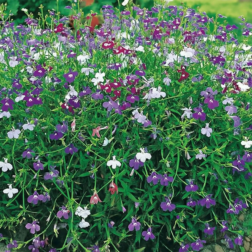 Lobelia Trailing Cascade Mix Seeds – Trailing Essential for Hanging Baskets – Half Hardy Annual – for Your Beautiful Garden