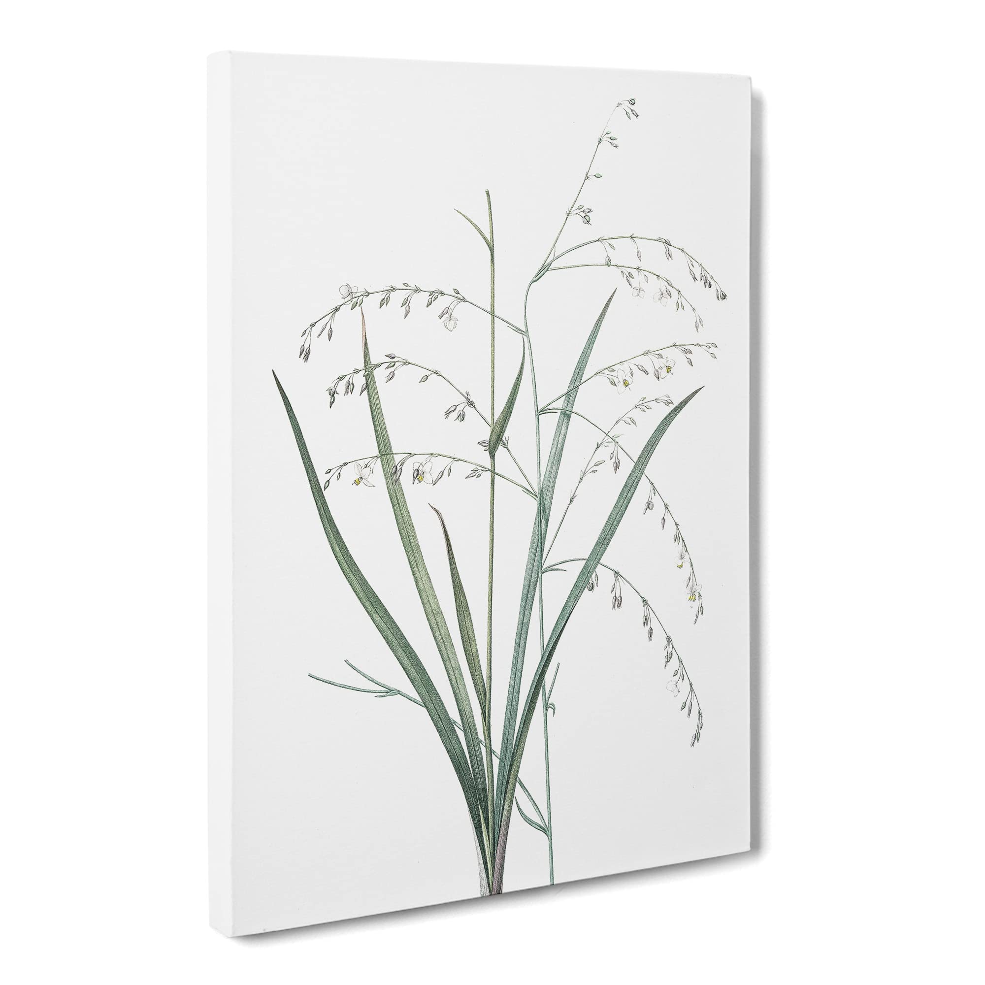 Pale Vanilla Lily Flowers By Pierre Joseph Redoute Canvas Print, Mixed, 25L x 50W cm