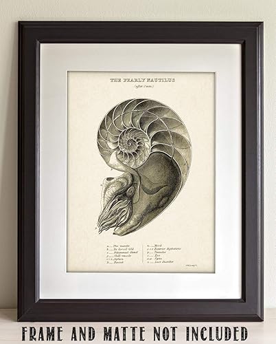 Miniatura 7 de Pearly Nautilus Shell - 11x14 Unframed Art Print - Makes a Great Beach House Decor Under $15