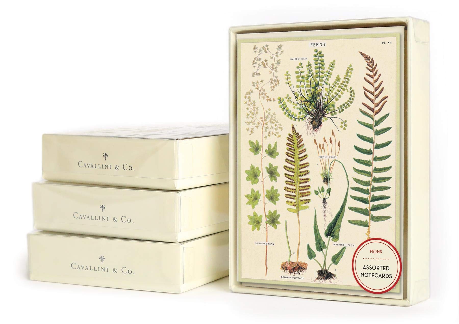 Ferns Boxed Note Cards