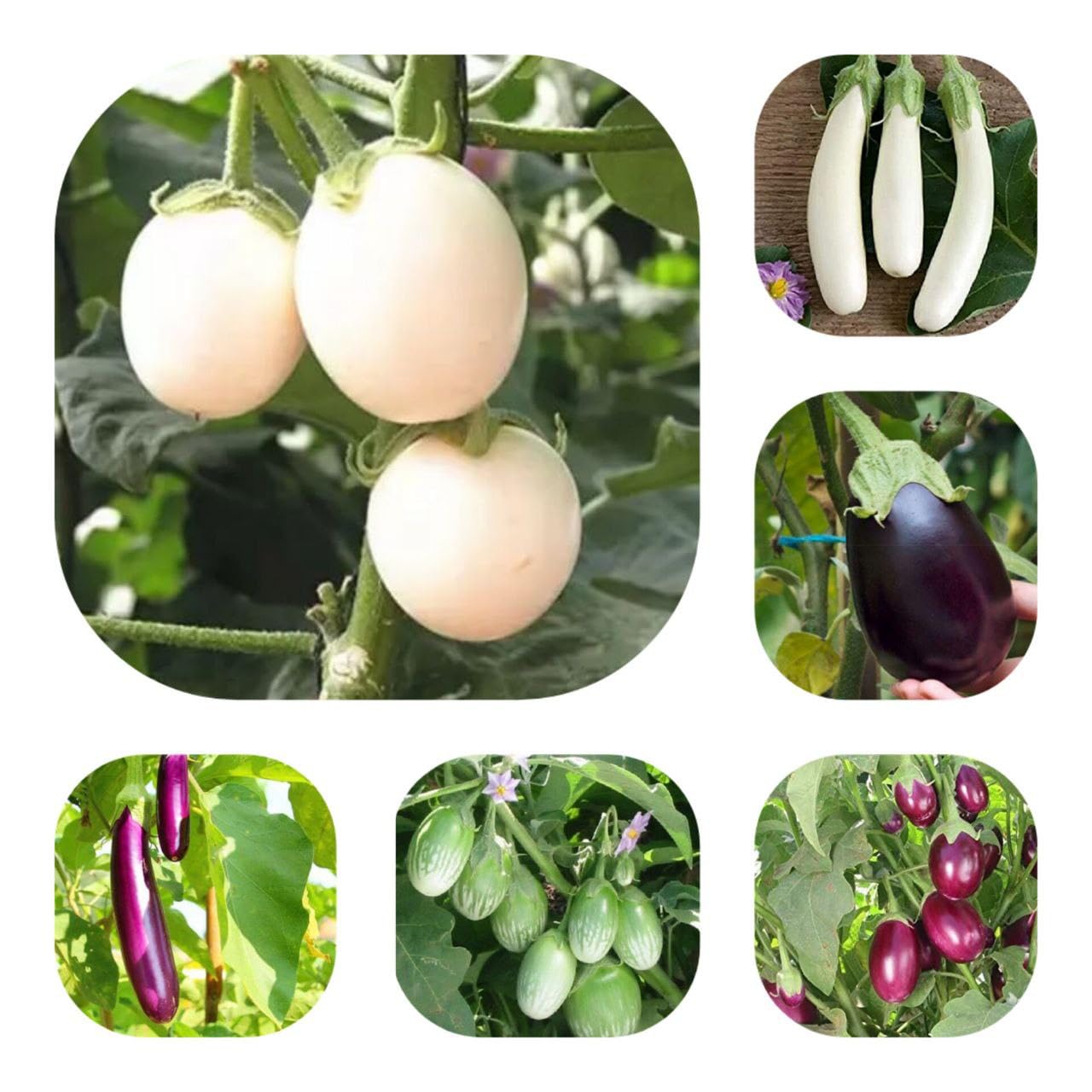 JIGNISHASEEDS Combo Of 6 Type F1 Hybrid Brinjal Vegetable Seeds For Home, Kitchen, Balcony Gardening-Pack Of 50 Seeds (B0CM6JR4H4) Amazon Price History, Amazon Price Tracker