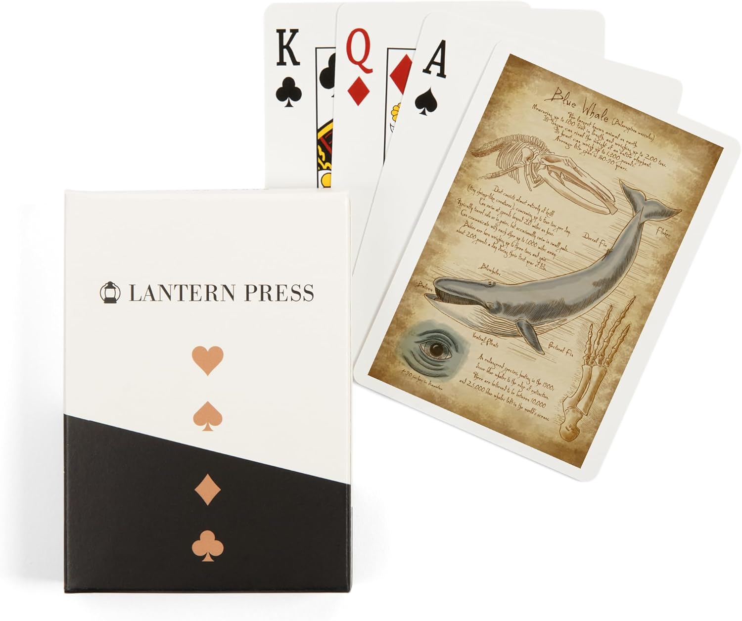 Lantern Press Blue Whale, da Vinci, 52 Playing Cards for Adults, Poker Size Card Deck
