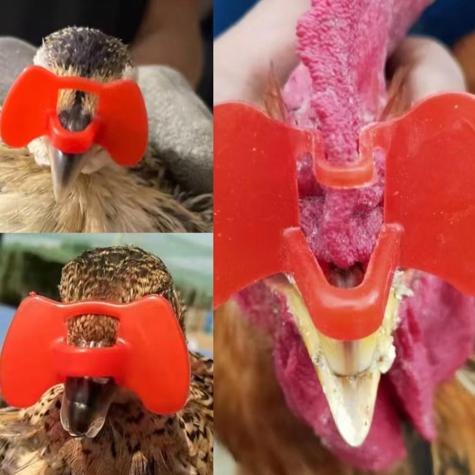 Chicken Eye Blinders – Lunettes anti-picage de poulet | Lunettes anti-picage de faisan | Lunettes de prévention de la volaille avec pince pour poule de coq