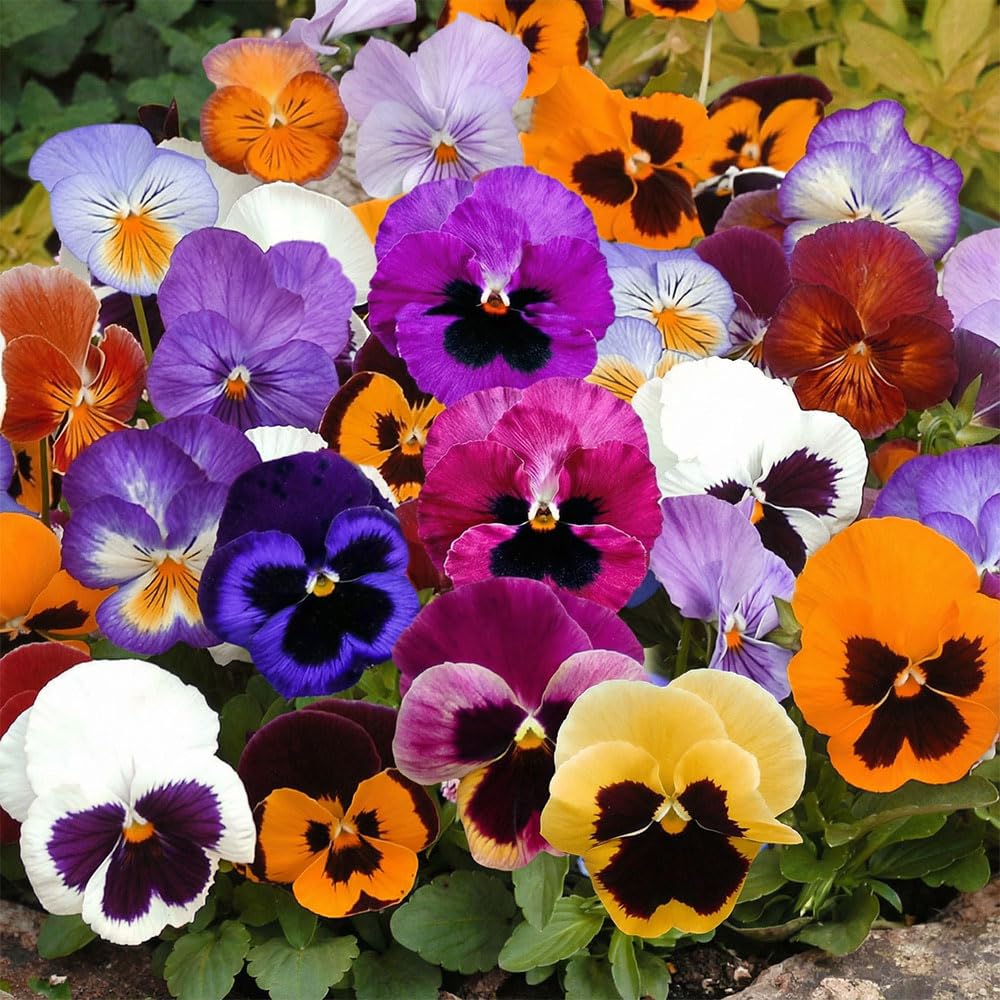 Pansy Seeds โ Viola del Pensiero Gigante Swiss Mix โ Large Flowered Multicolour Pansies โ Hardy Biennial Flowers for Pots, Borders & Bedding