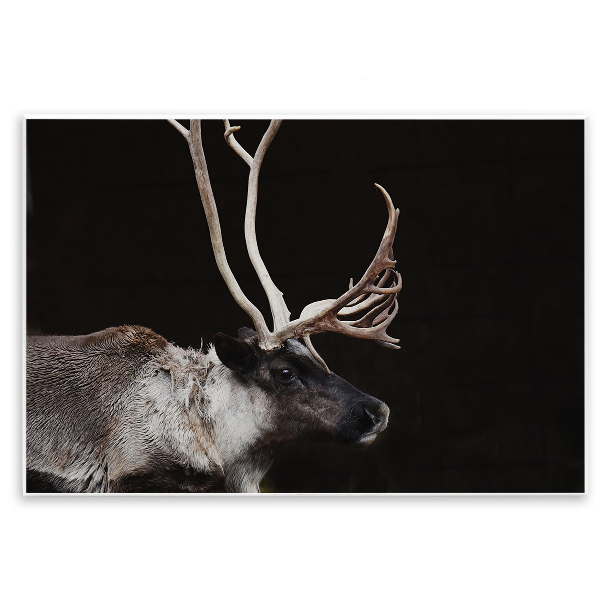 Stupell Industries 'Dark Reindeer at Night', Wall Plaque Art, 19 x 13