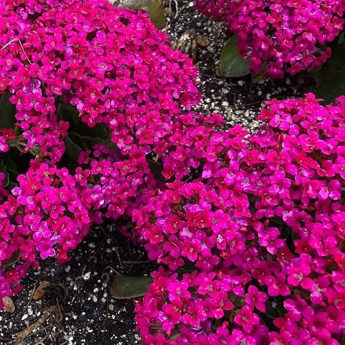 6600+ Cloud Thyme Growing Experience For Captivating Garden Embellishments #TOP7