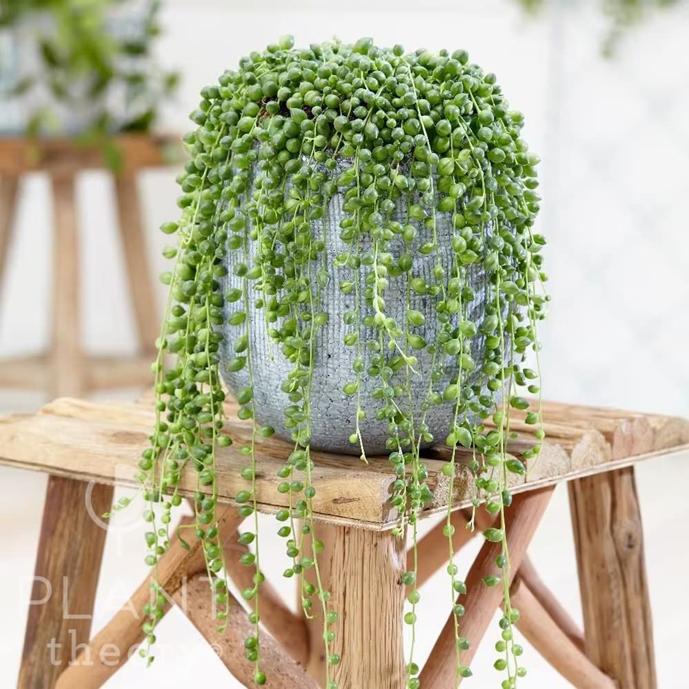 Plant Theory 10cm String of Beads Curio Rowleyanus Senecio Indoor Plant 12cm Pot