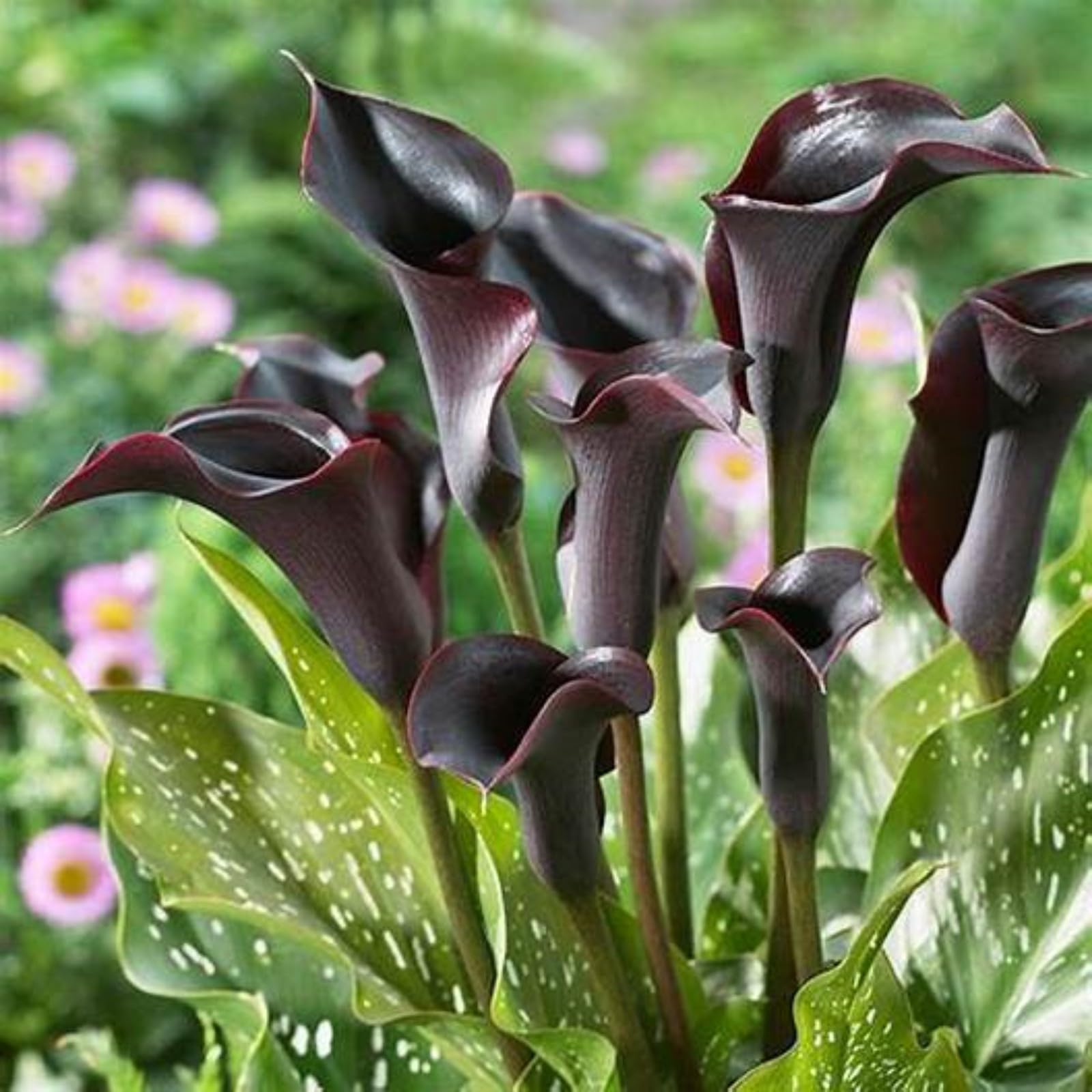 Calla Lily Bulbs for Planting Now UK Ornamental Perennial Excellent Display Plant Bulbs Greening Flower Good for Containers/Natural Organic Easy Plant Perennial-10bulbs-I