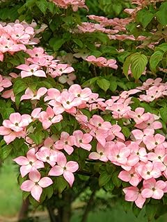 Kousa Pink Dogwood, Pink Flowering, Deciduous, Lustrous Grenn Foliage, Heart Shaped Leaves, 7 gal, Nursery Pot (Due to Agricultural Laws, we Cannot Ship to CA, AZ, AK, or HI)