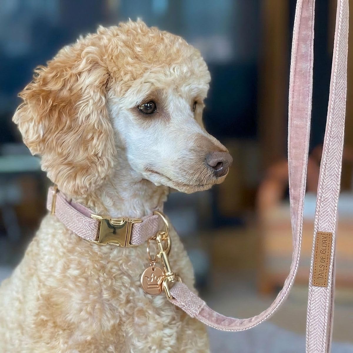 Set Lusso per Passeggiate con il Cane 3 Pezzi – Collare Regolabile, Guinzaglio 150 cm, Portasacchetti – Tweed Inglese e Velluto Morbido – Elegante, Confortevole e Pratico – 3 Colori