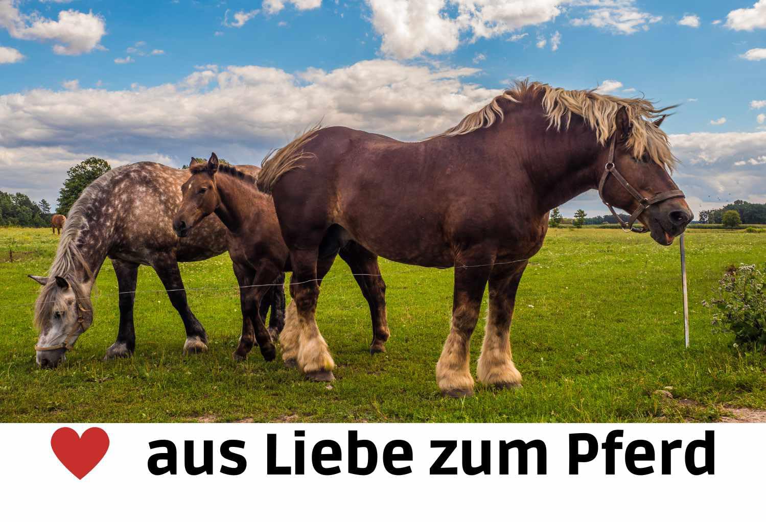 AMKA Kaltblutsattel 18 Zoll Wanderreitsattel mit weichem Rippsitz extra breit 36-42 Zoll