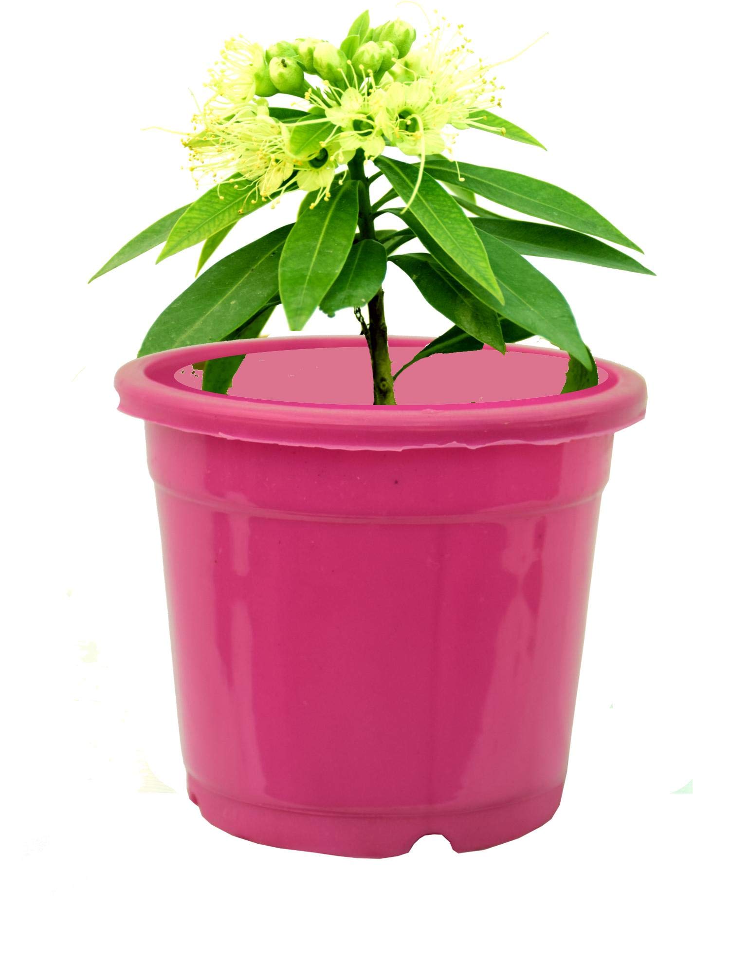 A S enterprize Zanthoxylum Piperitum Japanese Pepper Bonsai live Natural Plant (Pot Included)-image-48