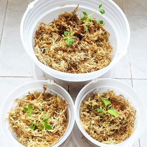Miniatura 5 de Yilotuce 312 g de musgo esfagnal para plantas, musgo esfagnal cuidadosamente seleccionado y limpio para el enraizamiento de plantas