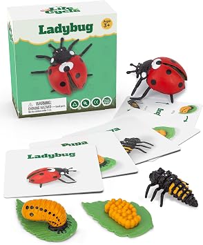 Life Cycle 24 Pieces Set and Ladybug Life Cycle Set Bundle