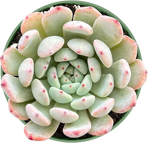 Miniatura 2 de 1 Live Echeveria Biante  Planta suculenta totalmente enraizada maceta de 4 pulgadas
