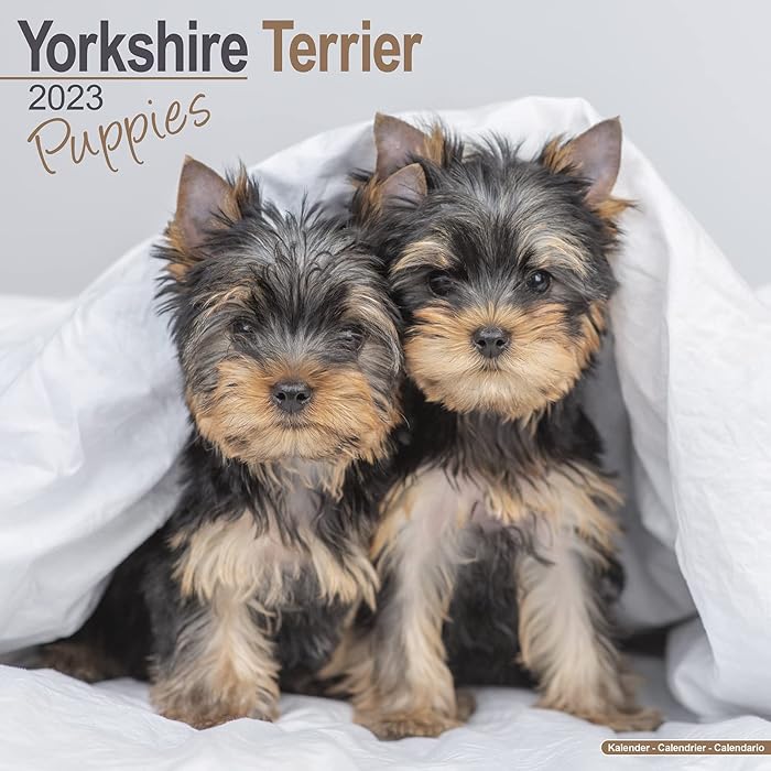 Buy Yorkshire Terrier Puppies Calendar Yorkie Yorky Dog Breed