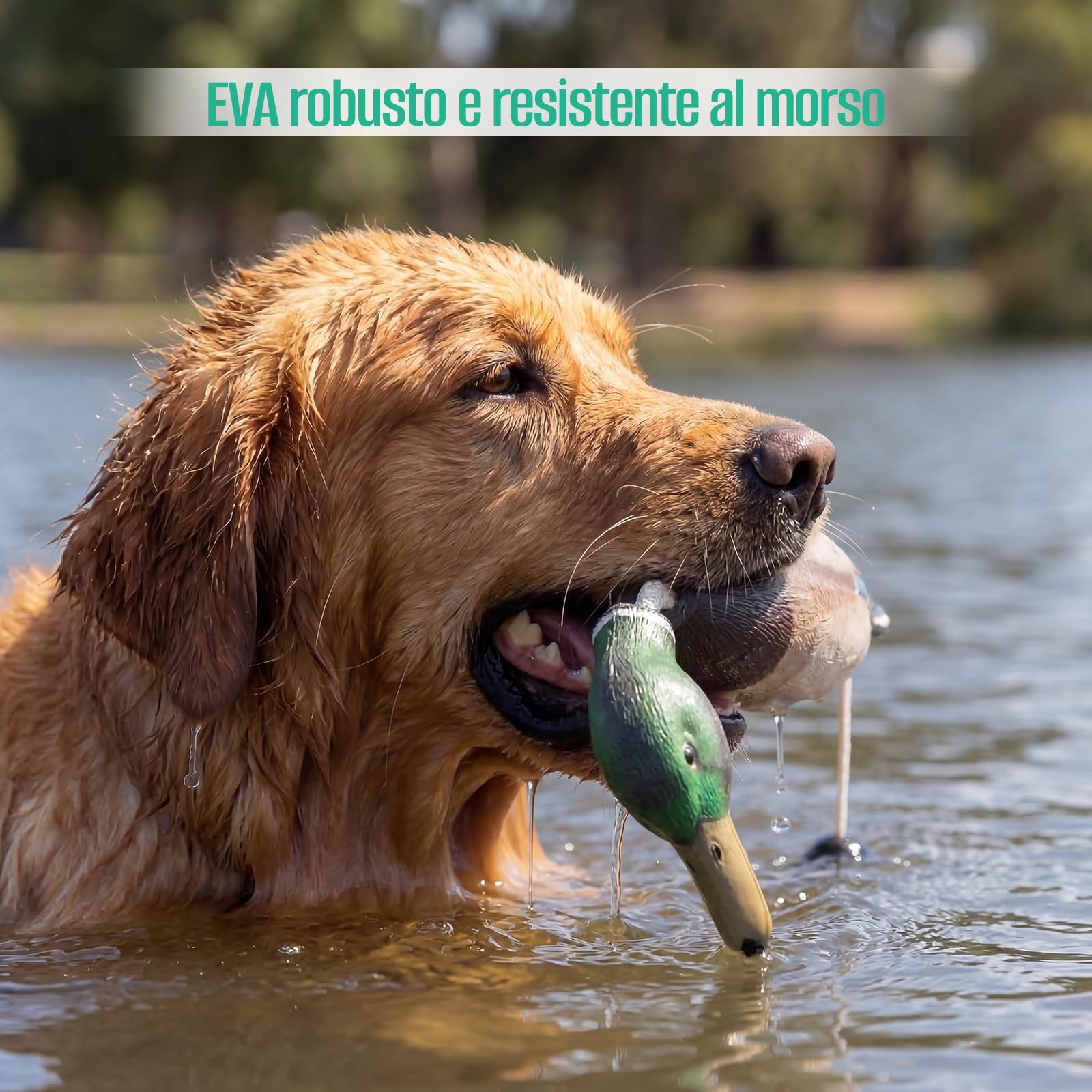 Dummy per Addestramento Cani, Dummy da Riporto Anatra con Codolo da Lancio, Dummy Impermeabile per Addestramento Cani, Anatra in Eva, Finto Cercitore per Cuccioli oi da Caccia Adulti