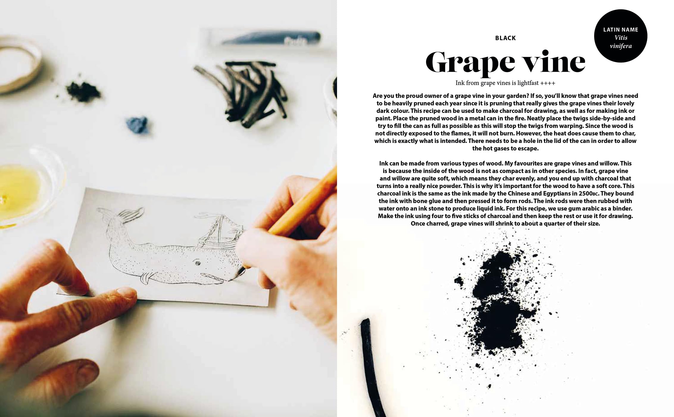Plant and Ink: Make Your Own Plant-Based Ink