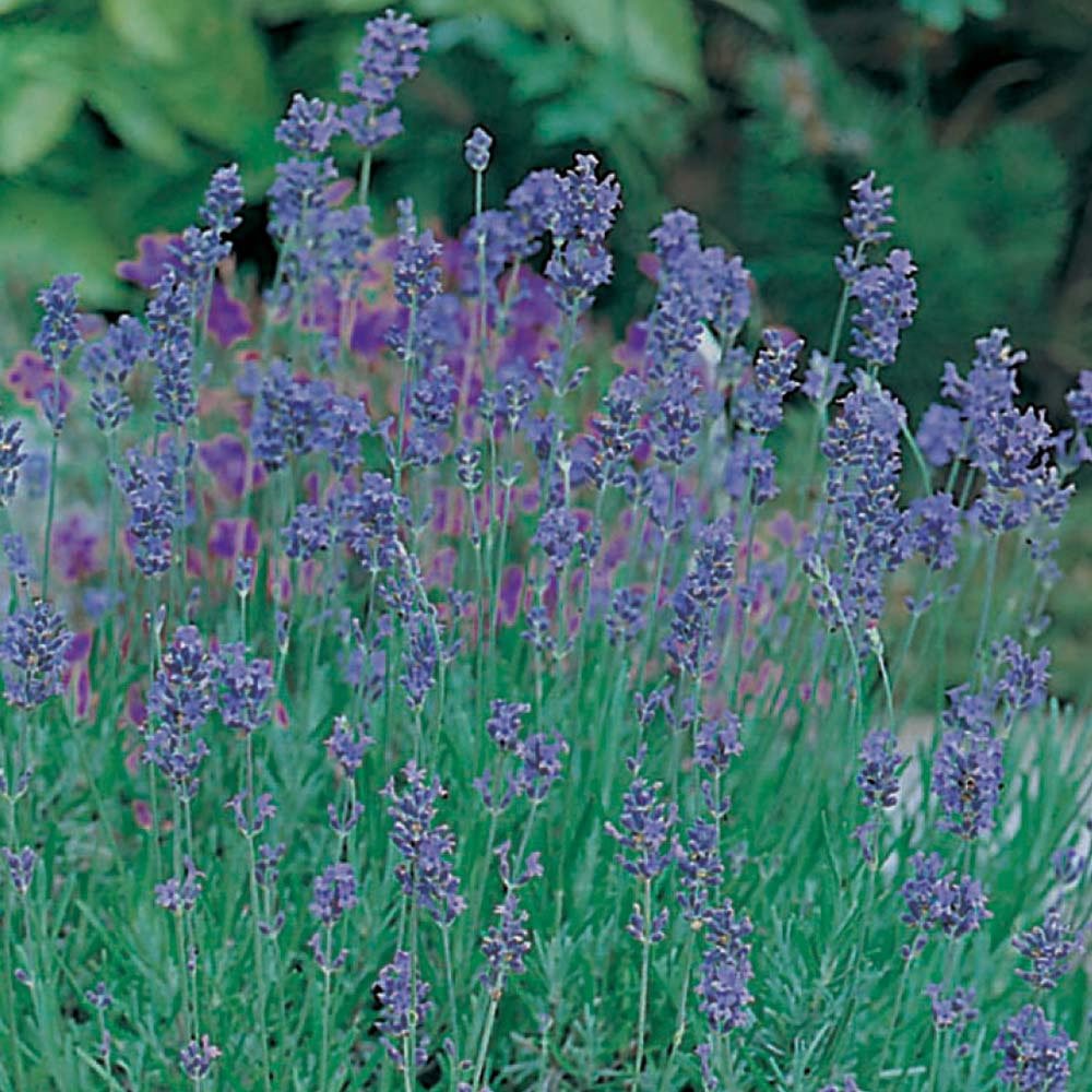 Flower Seeds - Lavender (Blue Fragrance)
