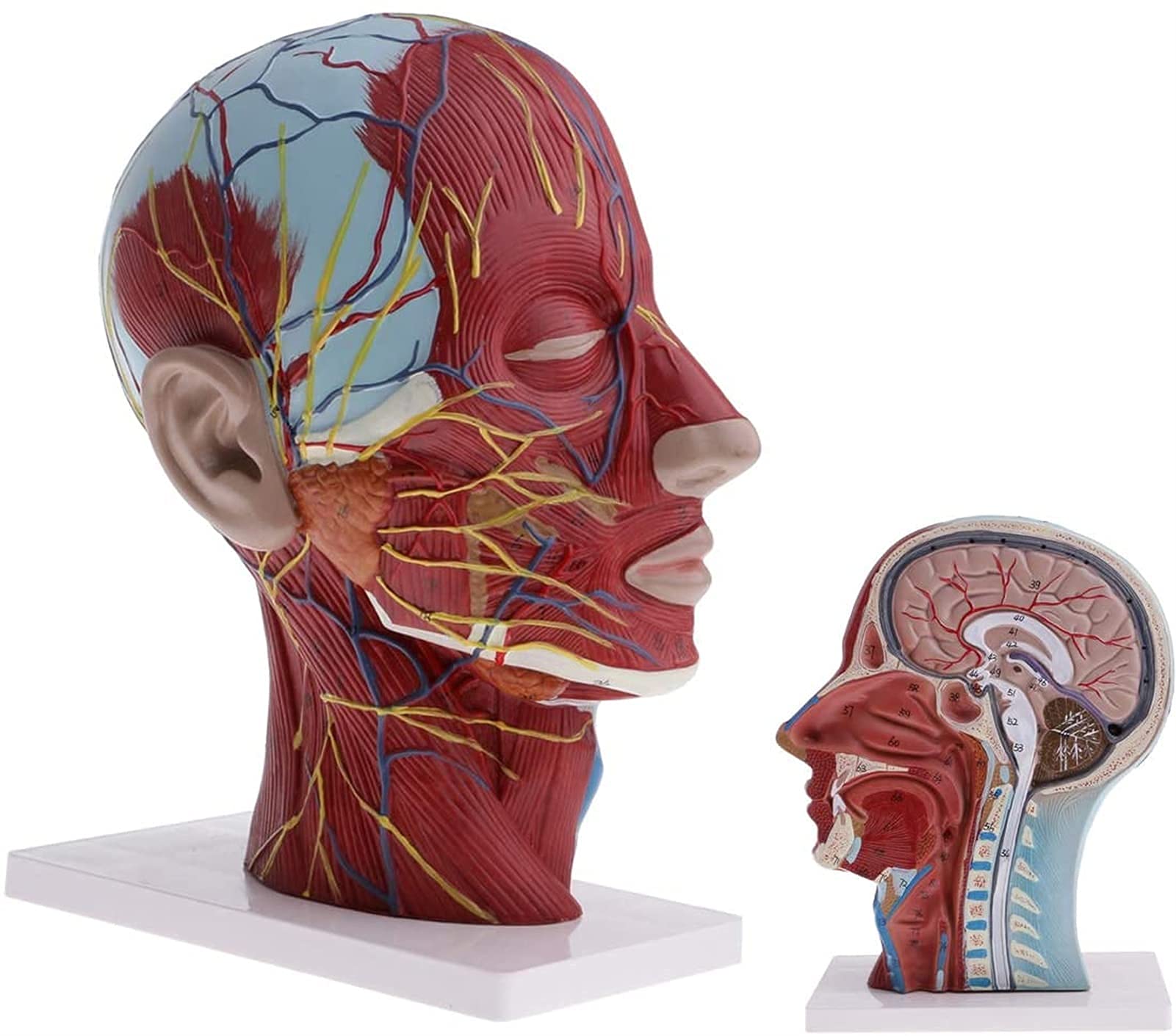 Amazon.co.jp: 解剖学的頭部モデル、筋肉血管内部構造を備えた等身大の