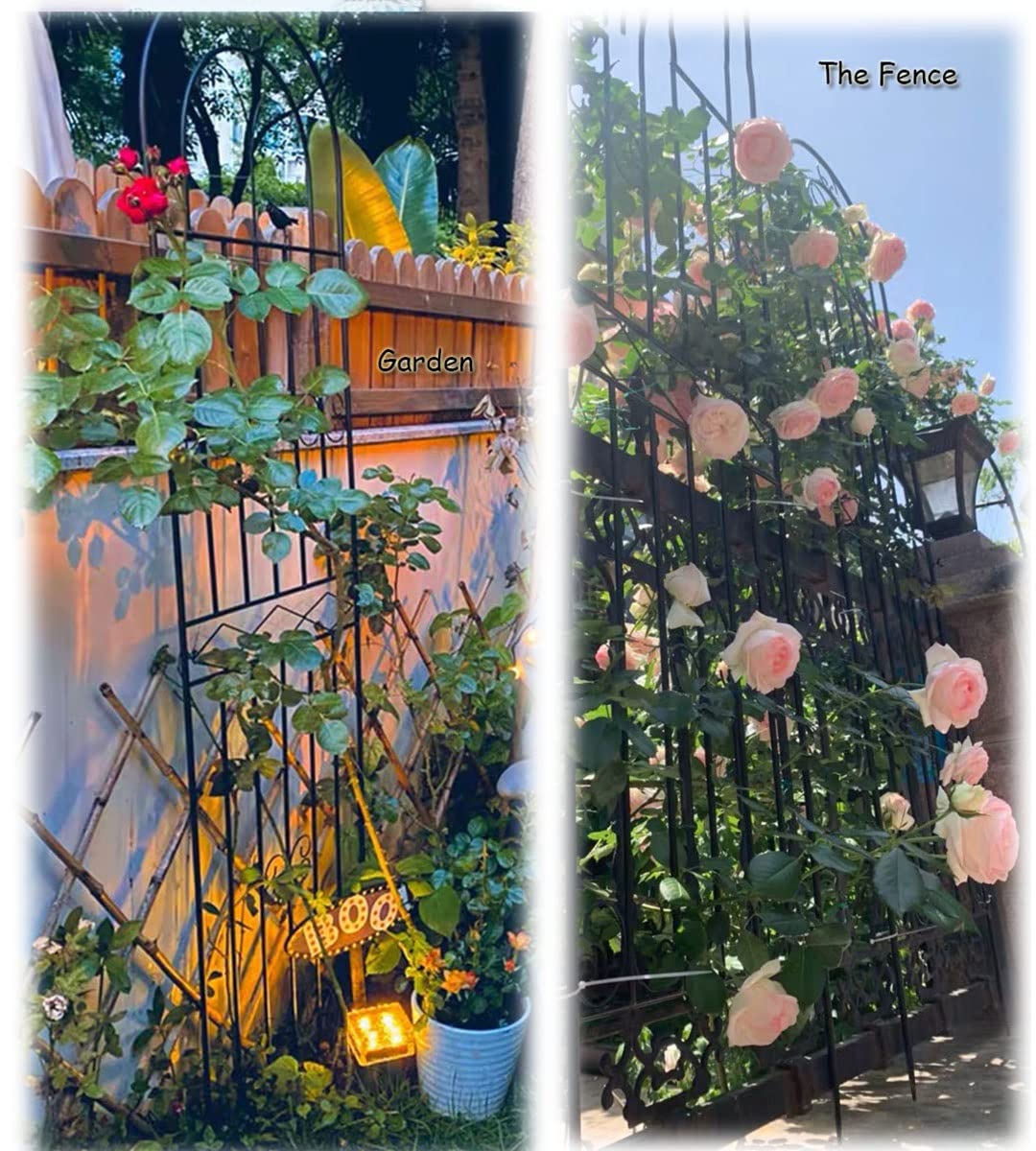Treillis de jardin en métal résistant à la rouille pour plantes grimpantes d'extérieur, roses, vignes, fleurs, légumes, 180,3 x 50 cm, noir (1 lot de 200 cm)