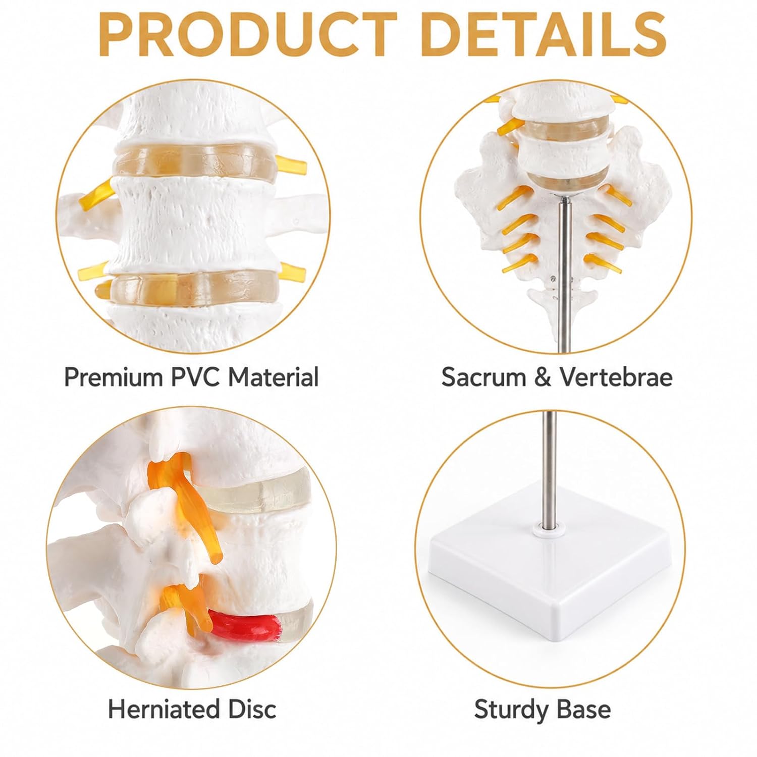 2Pcs Lumbar Spine Model Flexible Anatomical Lumbar Vertebrae with 5 Vertebrae and Herniated Disc Model Set for Medical Students, Doctors Patient Education and Chiropractic