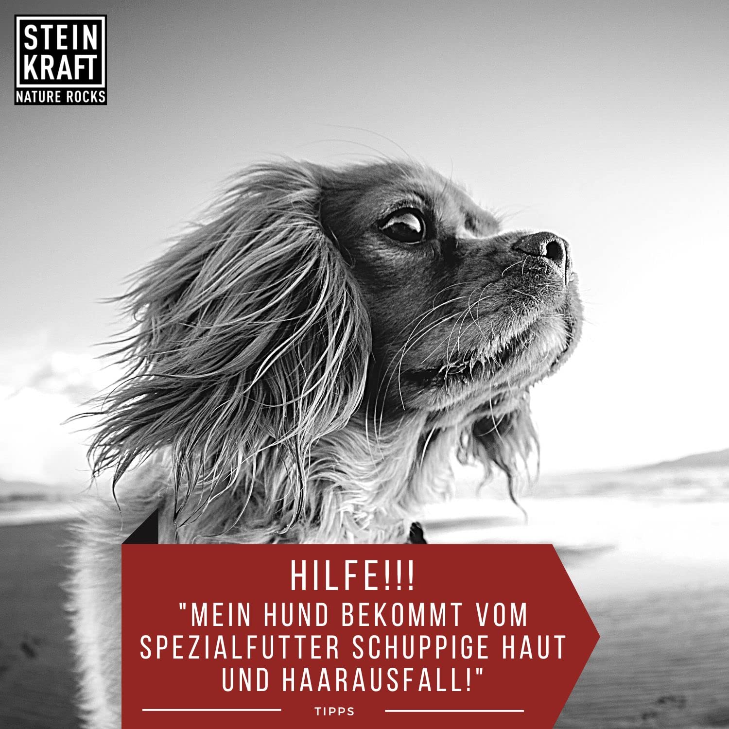 Zéolith Poudre pour chien 450 g, 14 μm, haute teneur en clinoptilolite, qualité supérieure, sans additifs