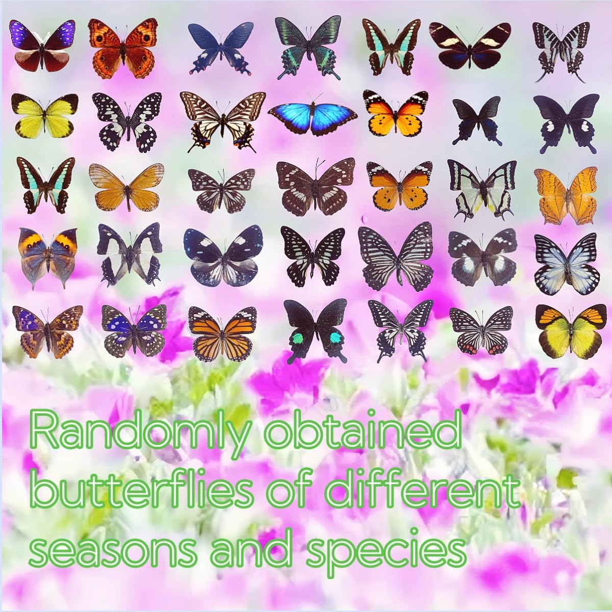 15 Pcs Real Dried Dead Butterflies with Spread Wings Shaped, Natural Unmounted Butterfly Specimens for Art, DIY Decorations, Taxidermy and Gifts for Kids and Family (15 Butterfly Specimens)