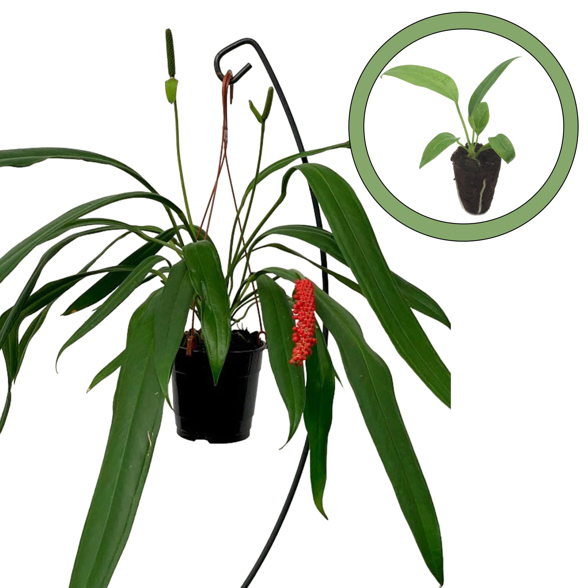 buy climbing philodendron Philodendron Micans Plant Vines in Trellis main image 1