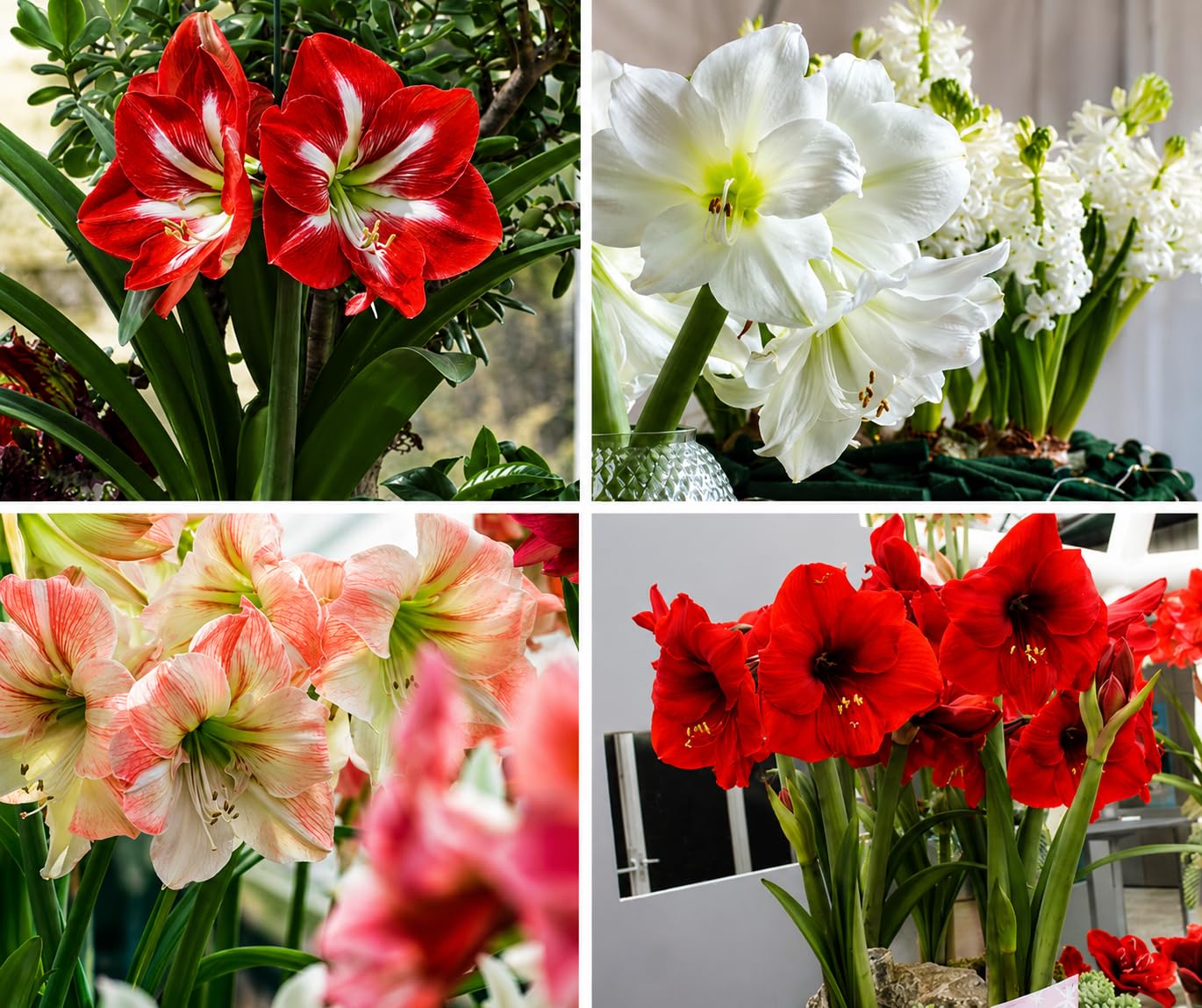 Amaryllis Lily White Beautiful Flowering Bulbs-5 Bulbs for Planting-Flora Seeds-image-0