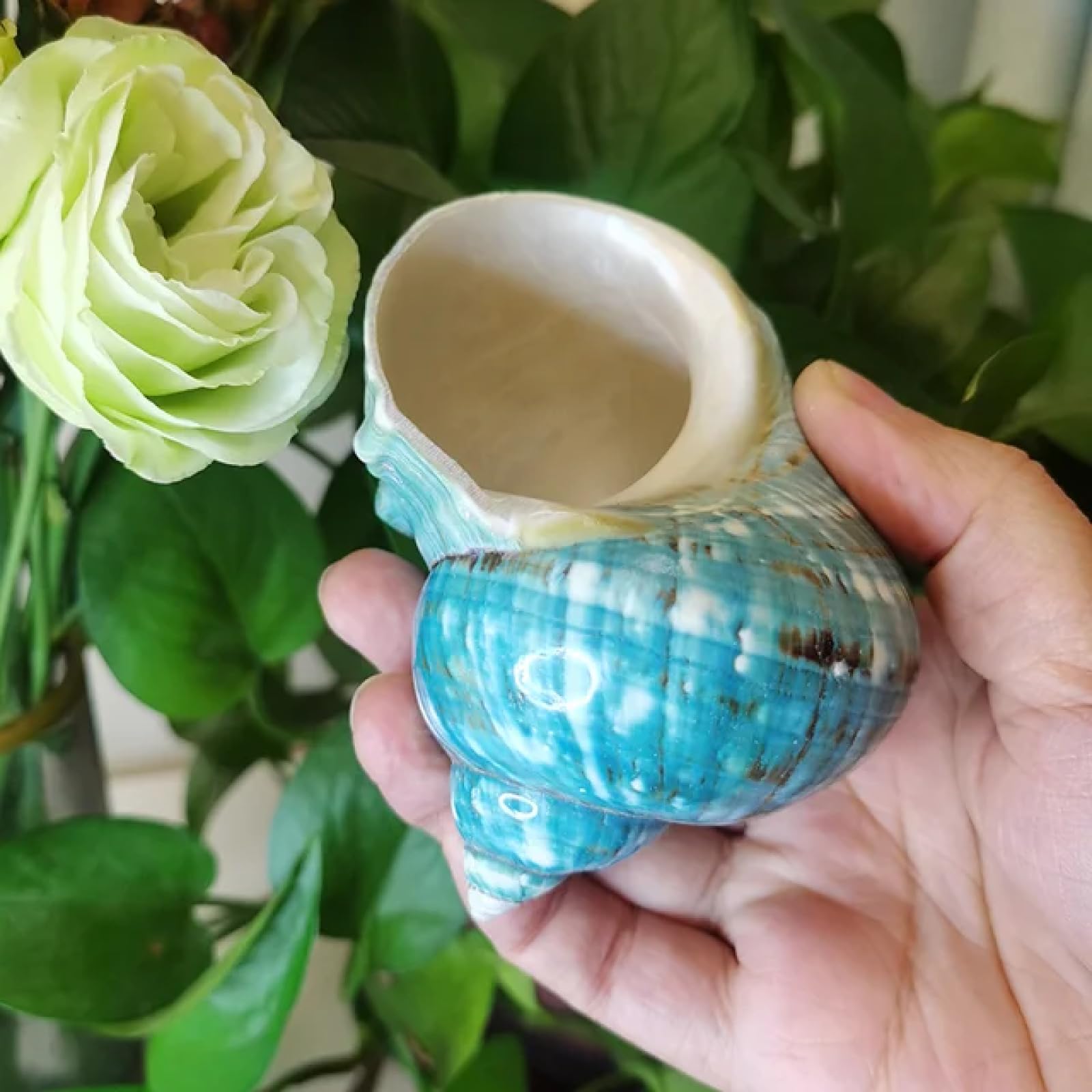 Conchiglie per decorazione, 1 pezzo naturale grande gusci di granchio eremita vera fascia verde blu collezione costiera decorazione per la casa accento e riempitivo vaso stile A