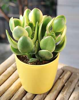 Nearly Natural 人工樹木 金のなる木 ホワイトプランター付1.5m Nearly Natural 人工樹木 金のなる木 ホワイトプランター付1.5m