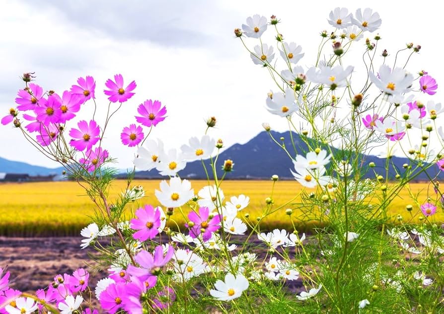 Amazon.co.jp: 絵画風 壁紙ポスター （はがせるシール式） コスモス