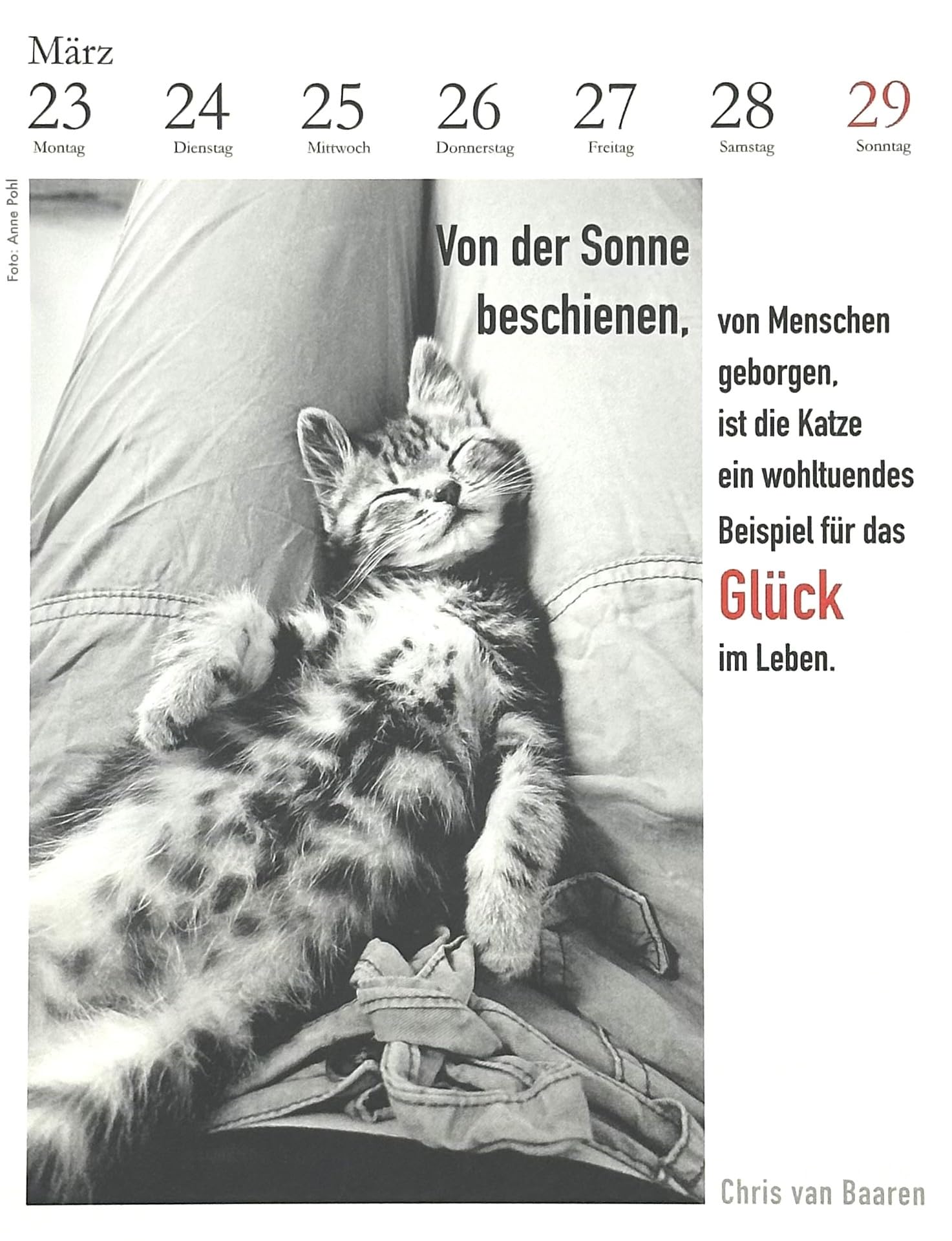 Der literarische Katzenkalender 2026. DAS ORIGINAL!