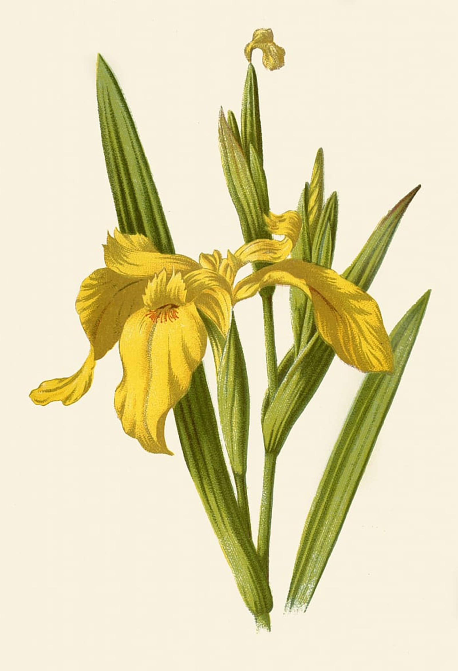 ARTXLXXBN Famous Art Print Poster Vintage Wall Art Yellow Iris by Frederick Edward Hulme Canvas Art Poster for Home Decor 60x90cm