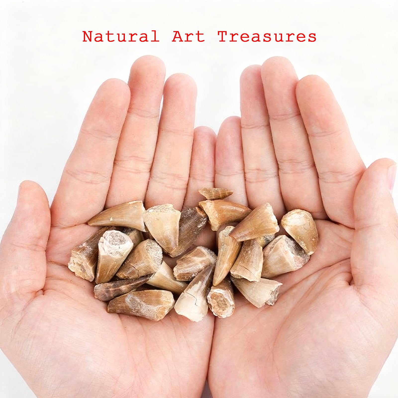 Denti Fossili di Mosasauro Preistorico (Confezione da 10) Denti Fossili Marini Naturali, Pietra Grezza, Decorazioni Artistiche e Scientifiche per Collezioni,10 PCS