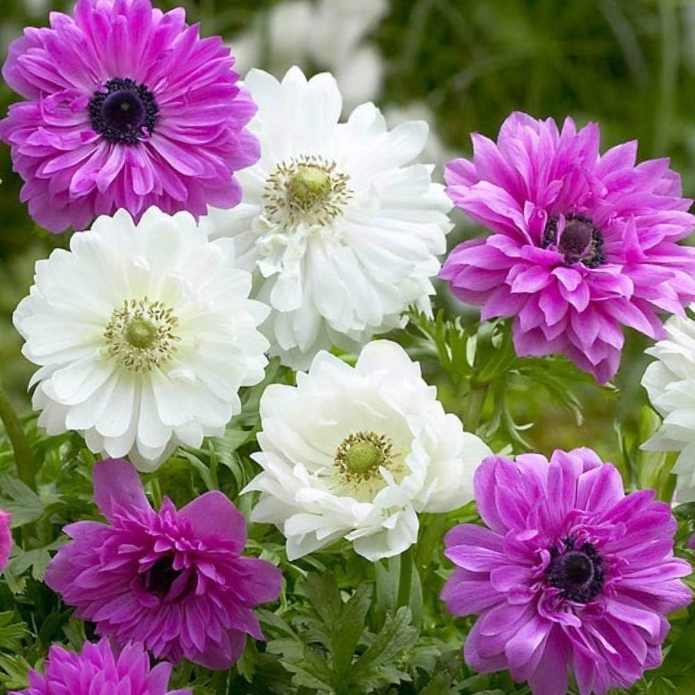 Woodland bulbs20 x Anemone Bulbs/Corms ‘ST. Brigid Pink & White’ Spring Flowering Bulbs - Trusted UK Seller - Ready for Planting Now (Free UK P&P)