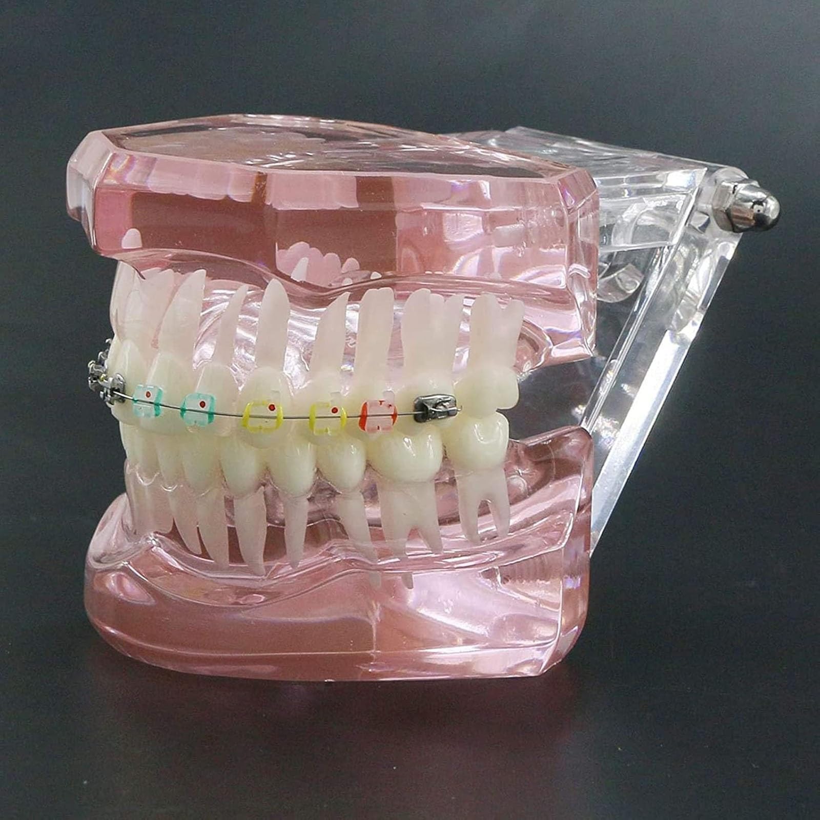 Zahnärztliches kieferorthopädisches Demonstrationsmodell,kieferorthopädisches Retainer-Behandlungsmodell für Zahnzähne mit selbstligierenden Metallklammern,die das Modell erklären