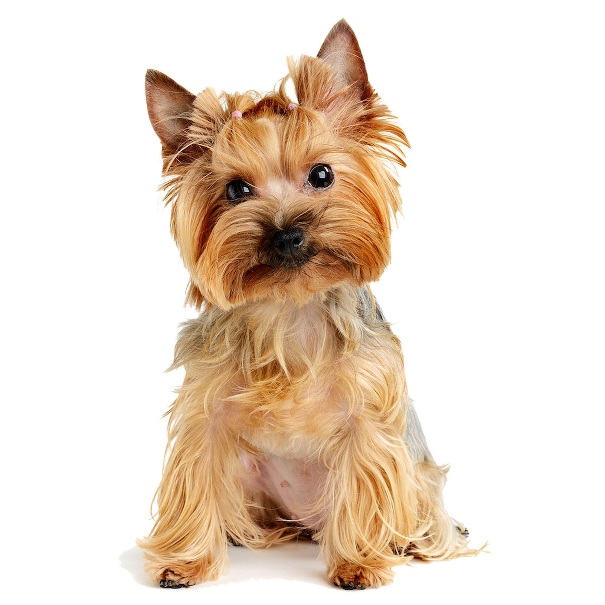 CafePress Yorkshire Terrier (Yorkie) Beach Towel - 30x60 Inch, Super Soft & Absorbent, Unique Dog Lover Towel - View #5