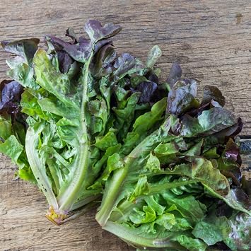 Lettuce Red Oakleaf 13800 Seeds